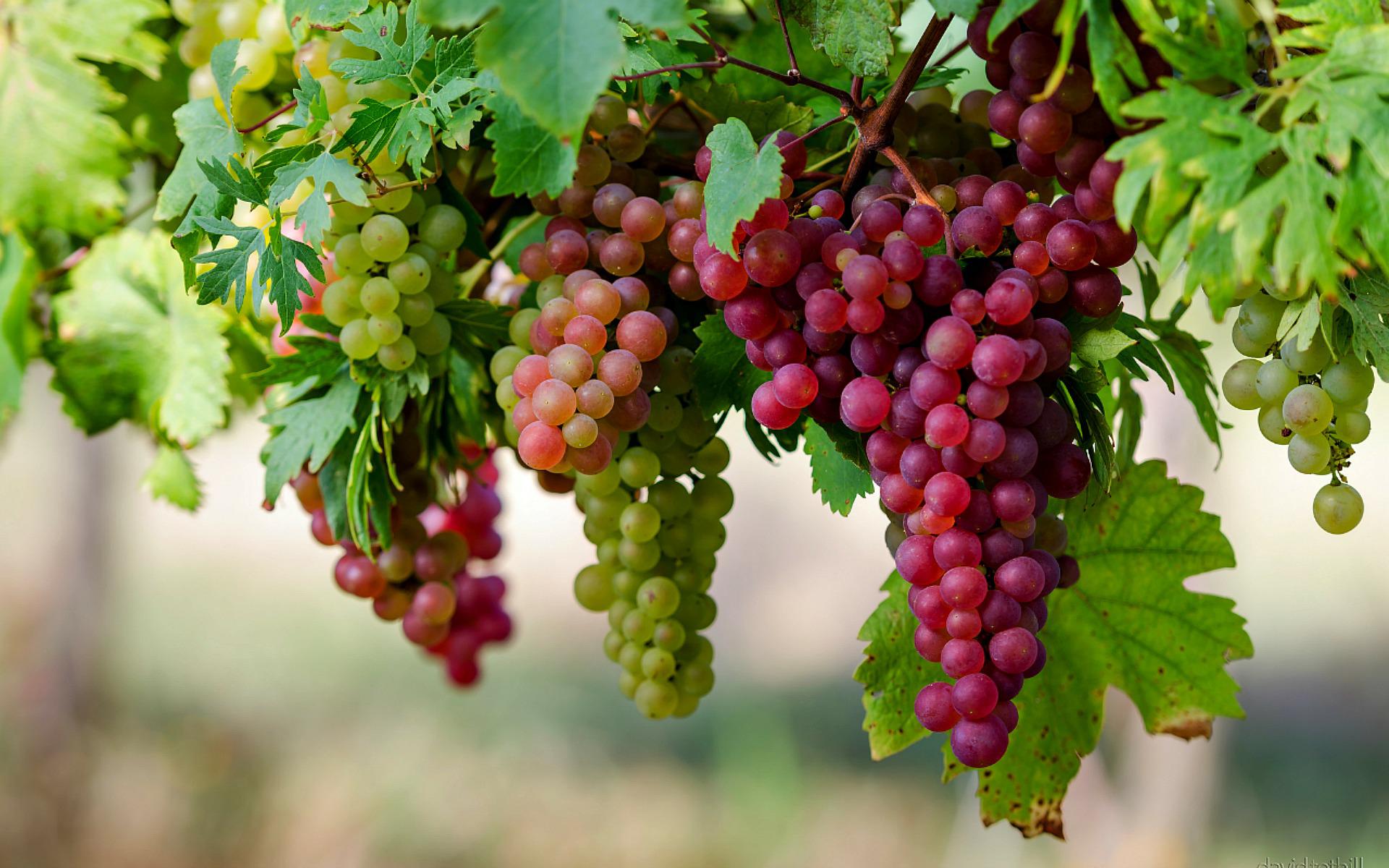 grapes